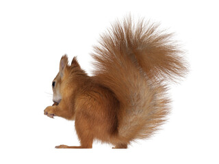 Aufkleber - Red Japanese Lis squirrel, sitting side ways, holding a hazel nut in front paws and eating from it. Tail up in typical squirrel position. Isolated cutout on transparent background.