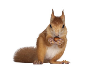 Leinwandbilder - Red Japanese Lis squirrel, sitting facing front, holding a hazel nut in front paws and eating from it. Looking towards camera showing both eyes. Isolated on white background.