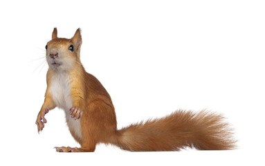 Leinwandbilder - Red Japanese Lis squirrel, standing side ways. Looking towards camera showing both eyes. Isolated on white background.