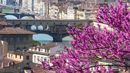 Wall Mural - Florence, flowering judas tree with the famous Old Bridge 