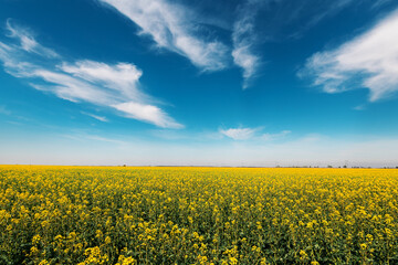 Fotomurales - Wide angle landscape shot of blooming canola rapeseed field on sunny spring day