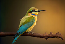 Colorful Blue Tailed Bee Eater Perched On A Broken Twig Side View Close Up Portraiture Shot. Beautiful Bird Isolated Against A Dark Soft Background. Bird Facing The Warm Evening Light. Generative AI