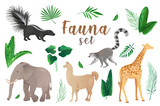 Fototapeta Konie - Fauna in cartoon style set isolated elements. Bundle of exotic animals like skunk, elephant, llama, alpaca, giraffe, ring tailed lemur with green palms leaves. Illustration in flat design