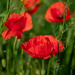 Wall Mural - Field of poppy flowers papaver rhoeas in spring.