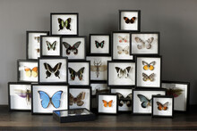 A Collection Of Butterflies In Frames