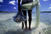 A Fisherman Bringing In His Netted Catch.