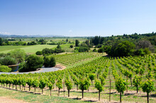 A Gorgeous Spring Day At A Vineyard In The Dry Creek Wine Country Near Healdsburg, CA.