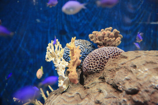 the salt water fish in the ocean or aquarium 18 Nov 2012
