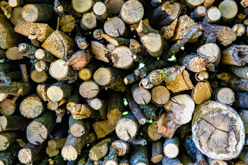 Photography on theme big wall of stacked oak tree logs in cracks