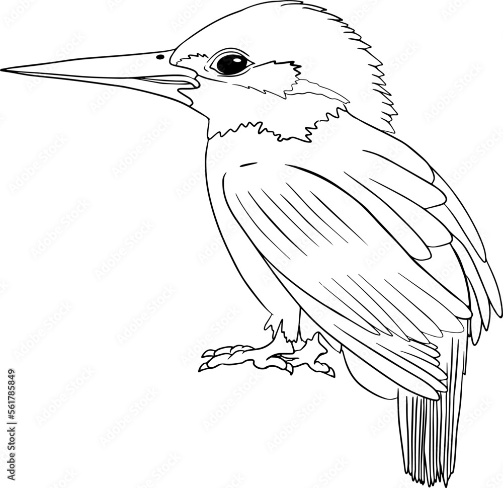 Kingfisher. Vector sketch of hand drawn bird. Linear animals art. Stock ...