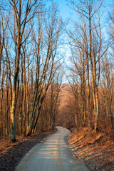 Wall Mural - A dirt road through the forest in late autumn