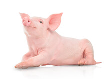 Small Pink Pig Isolated On White Background