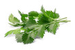 Bunch of fresh true Anise or aniseed leaves (Pimpinella anisum) isolated png