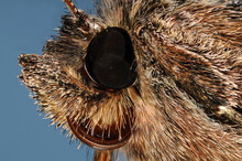 Extreme Close Up Of The Face Of The Silver Y Moth Autographa Gamma.