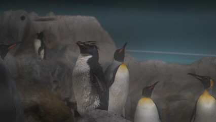 Poster - Eudyptes 属 & Aptenodytes 属（ペンギンの属）
（英名：Crested Penguins & Great Penguins）

ペンギン科（Spheniscidae）は、複数の属に分類されますが、その中でも Eudyptes 属（冠羽ペンギン）と Aptenodytes 属（大型ペンギン）は特に特徴的なグループです。