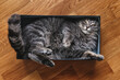 © Oleksandr - Cute grey striped cat in a cardboard box on the floor of the house. Furry pet going to sleep in there.  The cat is fooling around.  Funny pets.