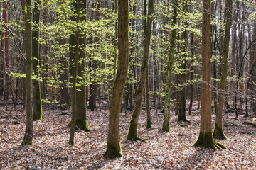 Sticker - Wald im Frühling