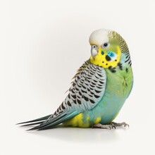 Blue And Yellow Budgie Isolated On A White Background
