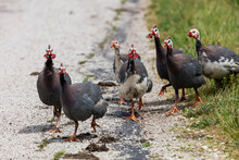Small Flock Of Helmeted Guineafowl (Numida Meleagris) Is Native  African Bird, Often Domesticated In Europe And America