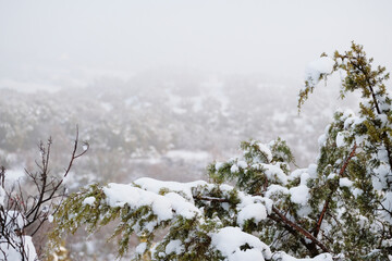 Poster - Snow on juniper tree in Texas winter landscape with blurred background.