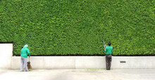 Gardener Man Cutting Or Decorated Branch Of Tree And Woman Sweeping Leaves On Floor With Green Plant Wall Background With Copy Space. Worker Trimming Bushes, Cleaning And Taking Care Of Garden..