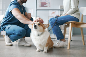 Wall Mural - Corgi dog enjoying cuddle of vet doctor sitting on squats in front of pet owner