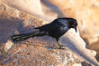 Oiseau à plumes noires et reflets bleu foncé. Corbeau à bec noir sur les rochers d'un bord de rivière.