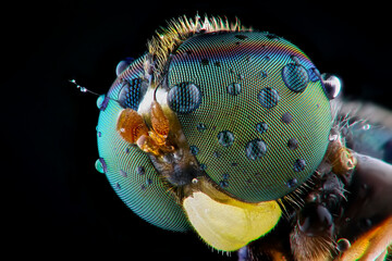 Wall Mural - close up of a flies