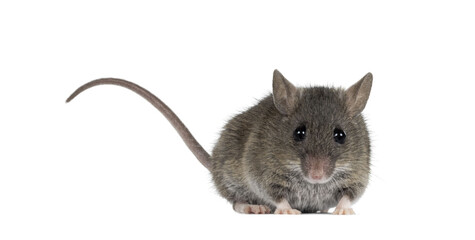 Fototapete - Close up of plain house mouse aka Mus Musculus, standing facing front with tail up. Looking straight towards camera. Isolated cutout on a transparent background.