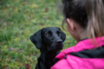 Over the shoulder view of a black labrador dog looking into her owners eyes