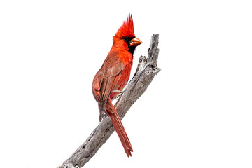 Wall Mural -  Northern Cardinal (Cardinalis cardinalis) Photo, Perched on a Transparent PNG Background