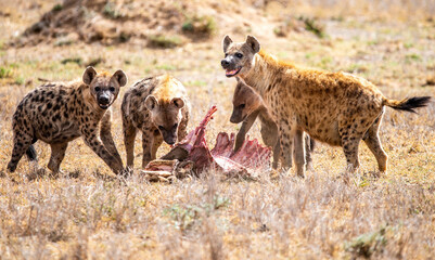 spotted hyena pack feeding
