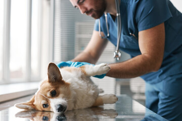 Wall Mural - Cute fluffy purebred corgi dog lying on table during medical check up