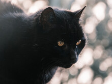 Close-up Of A Black Cat