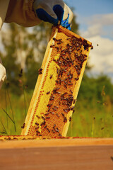 Wall Mural - A beekeeper in a protective suit inspects a wooden hive with bees. Beekeeping. Eco apiary in nature. Production of natural honey.