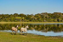 Portrait Of A Horse With Two Birds Sitting On Its Back In Pantanal Wetlands