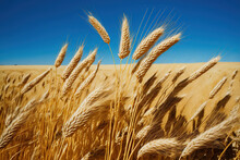 Wheat With Golden Ears Against A Cloudless, Blue Sky. Ripe Wheat Harvest Set Against A Clear Sky. Wheat Field; Agricultural Setting. Generative AI
