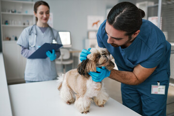 Wall Mural - Young vet doctor in uniform cuddling yorkshire terrier during check up