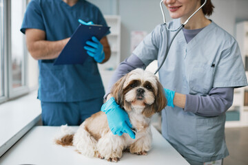 Close-up of young vet clinician examining cute yorkshire terrier