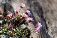 Small Pink Flowers. Flowers On A Blurry Background. A Flowering Plant.