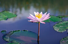 A Pink Lotus Flower Nelumbo Nucifera Against The Background Of Green Leaves On The Lake. Lotus On The Lake In Natural Environment.