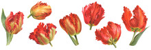Watercolor Illustration With Red Parrot Tulips