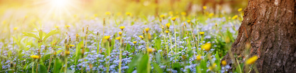 Wall Mural - Blossoming spring flowers in the spring natural park.