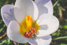 Red Ladybug In White Crocus, Micro World In The Nature