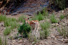 A White-tailed Deer Fawn Standing In A Forest