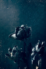 Wall Mural - Dried black roses. Bunch of beautiful faded flowers through the glass with rain drops. Sad love concept. Copy space, dark background