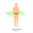 Transverse scanning plane shown on a male body. Axial human body anatomical position diagram. Probe orientation infographics. Medical sonography concept. Vector illustration.
