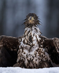 Wall Mural - Juvenile white-tailed eagle wet feathers