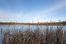 Cattails On Frozen Marsh Lake In Illinois