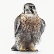 Portrait of a spotted falcon isolated on a white background